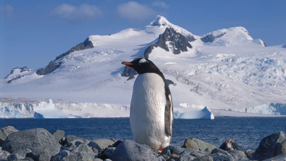 Čtyřem ženám se splnil sen, budou počítat tučňáky a pracovat na nejodlehlejší poště na světě
